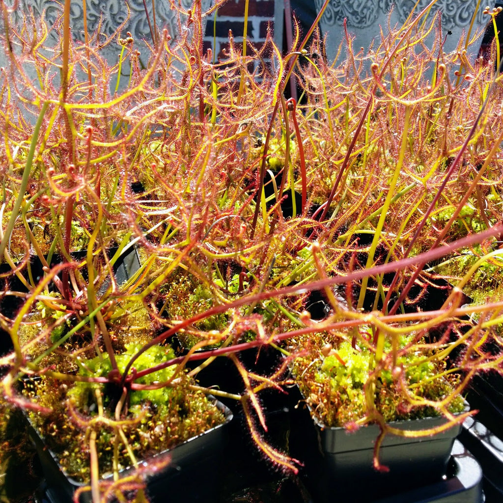 Drosera binata var. multifida f. extrema