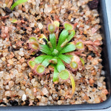 Drosera brevicornis 2