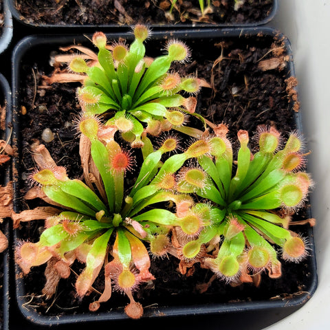 Drosera brevicornis