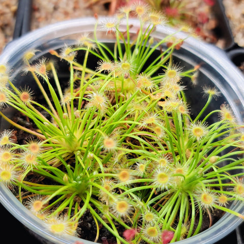 Drosera broomensis 2