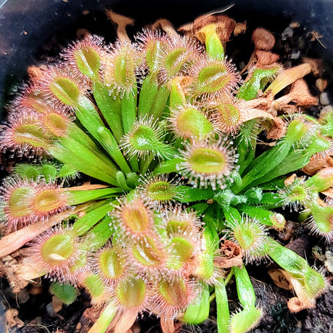 Drosera darwinensis