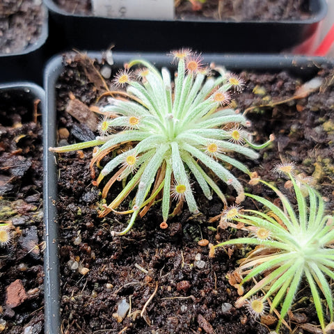 Drosera derbyensis 2