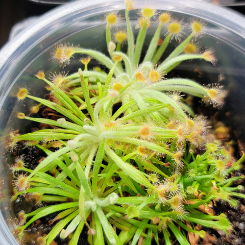 Drosera derbyensis