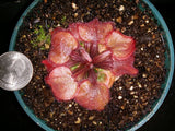 Drosera falconeri