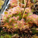 Drosera kenneallyi