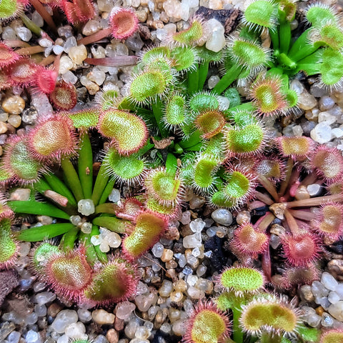 Drosera kenneallyi 2