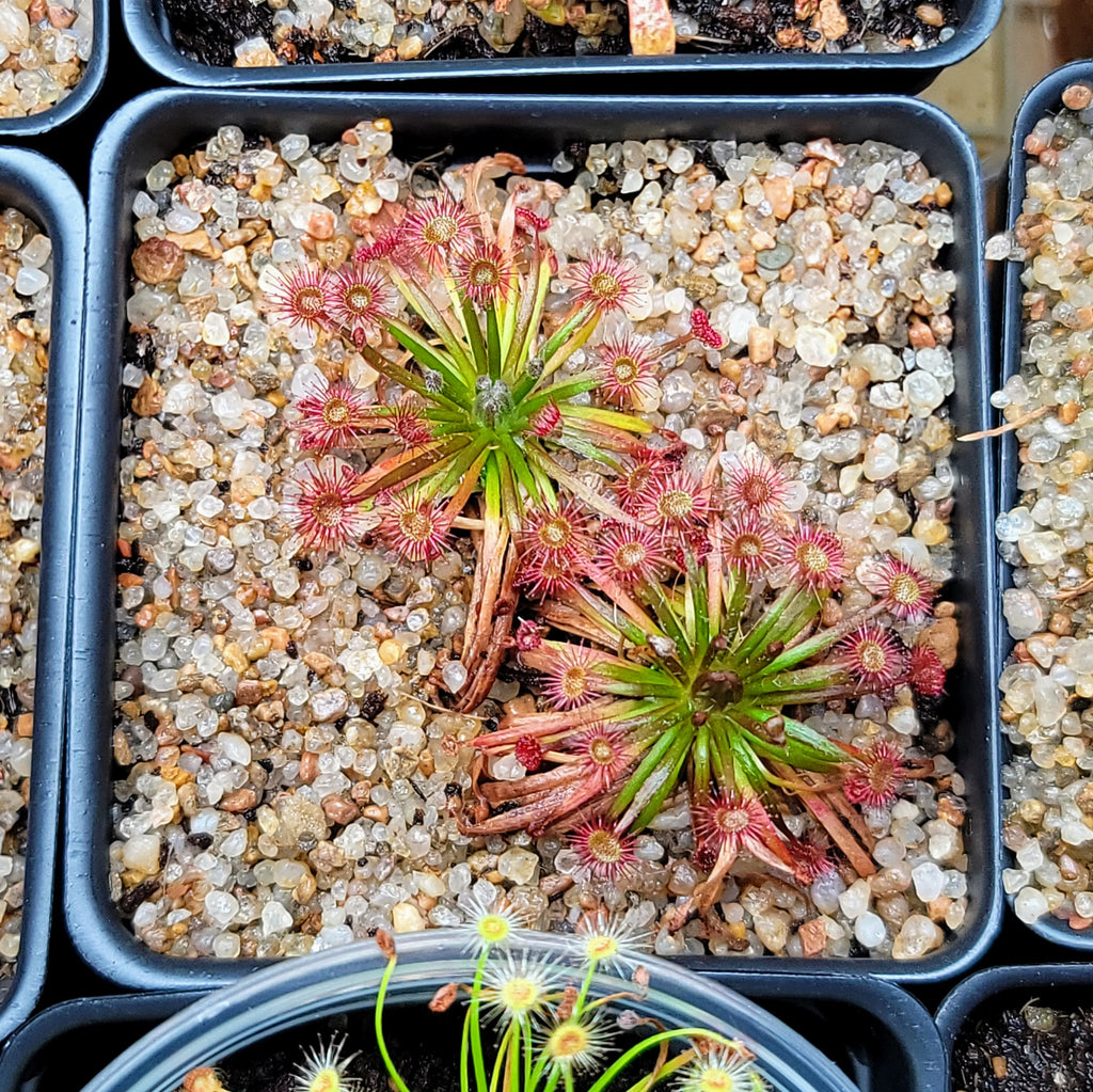 Drosera lanata