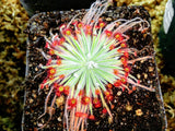 Drosera lanata