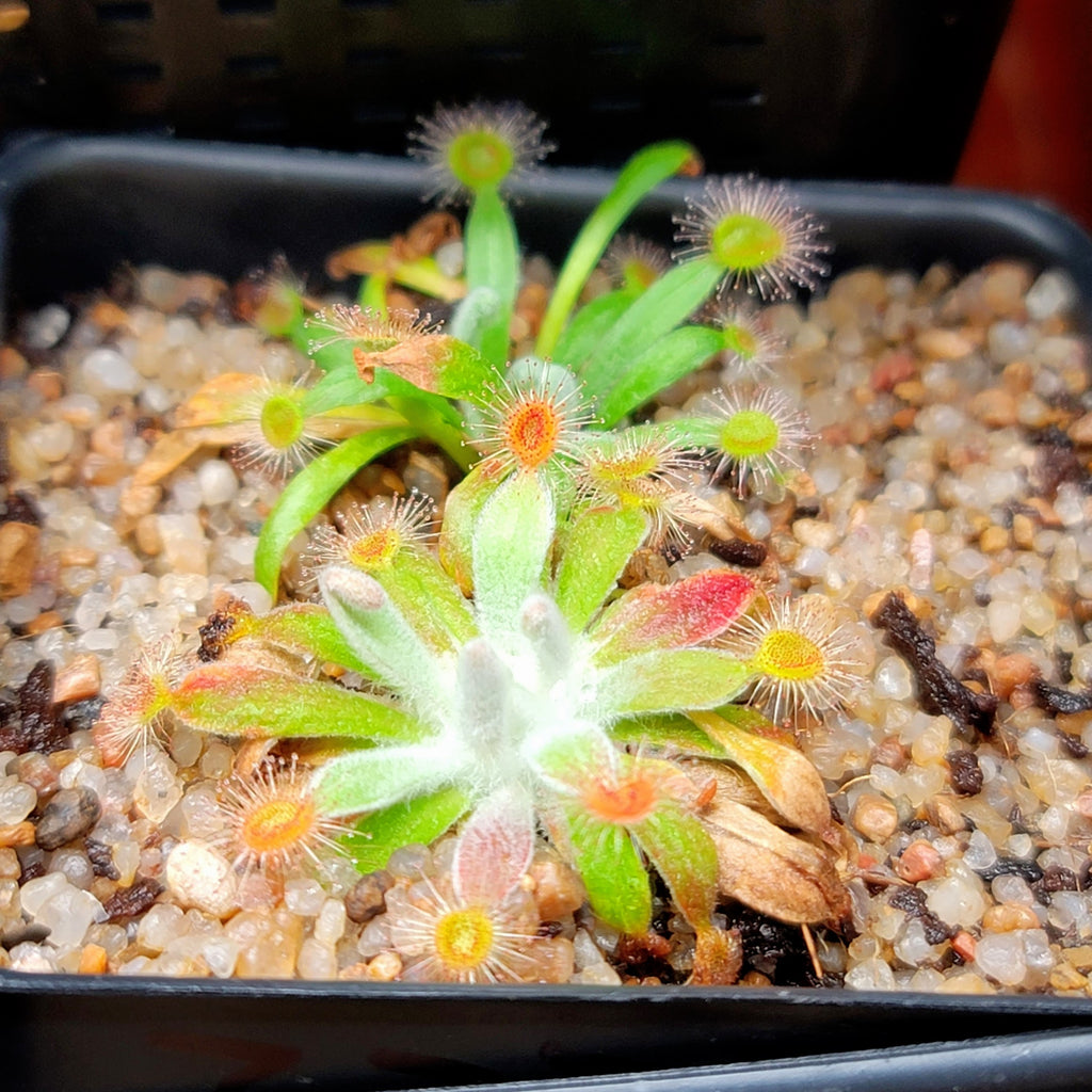 Drosera ordensis 2