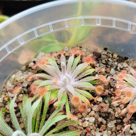 Drosera ordensis