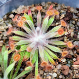 Drosera ordensis