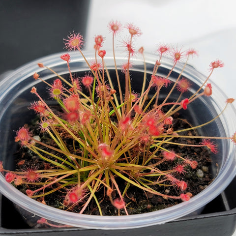 Drosera paradoxa 3