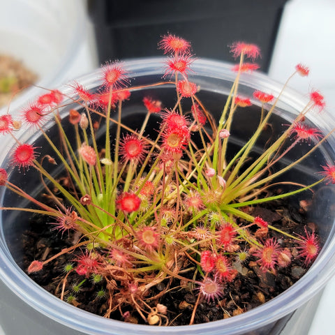 Drosera paradoxa 4