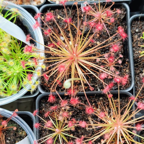 Drosera paradoxa 2