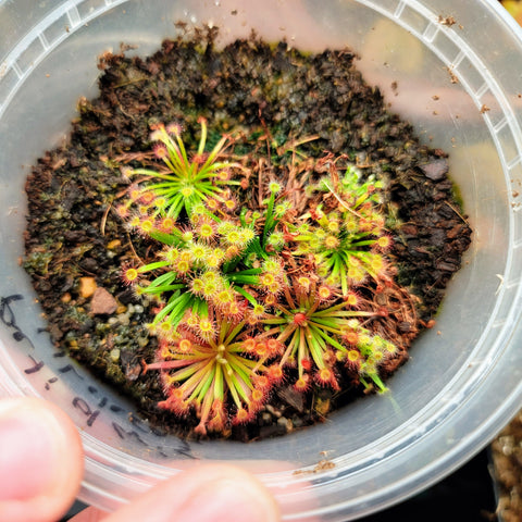 Drosera petiolaris