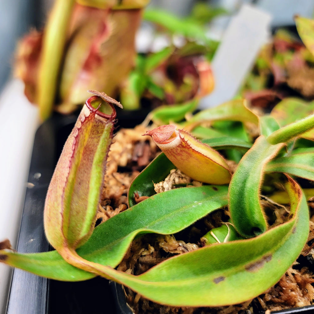 Nepenthes albomarginata