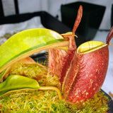 Nepenthes ampullaria 'Lime Twist'