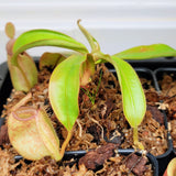 Nepenthes ampullaria 2 'Bronze Nabire'