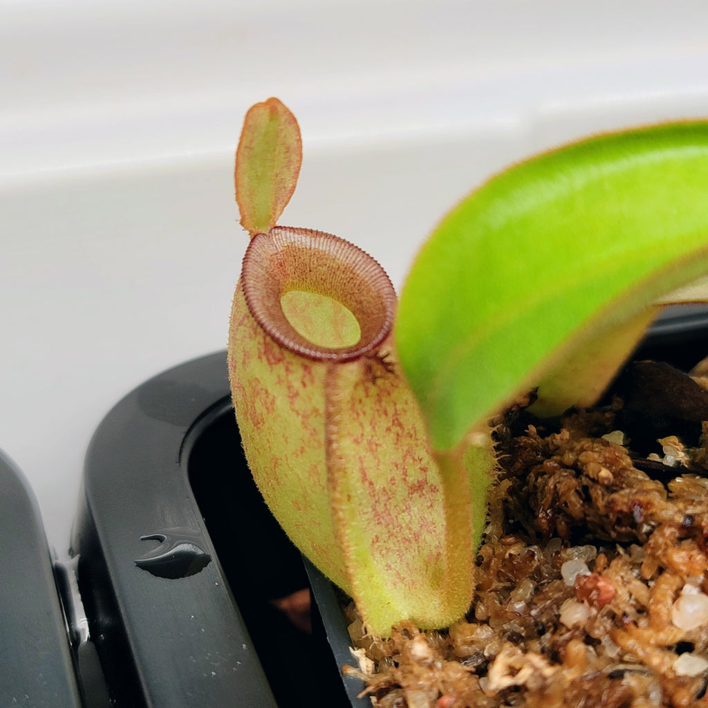 Nepenthes ampullaria 2 'Bronze Nabire'