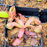 Nepenthes ampullaria 3 'Brunei Red Speckled'