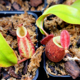 Nepenthes ampullaria 'Lime Twist'