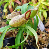 Nepenthes (aristolochioides x spectabilis) x hamata