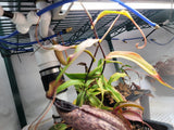 Nepenthes (aristolochioides x spectabilis) x hamata