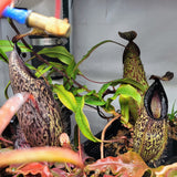 Nepenthes (aristolochioides x spectabilis) x hamata