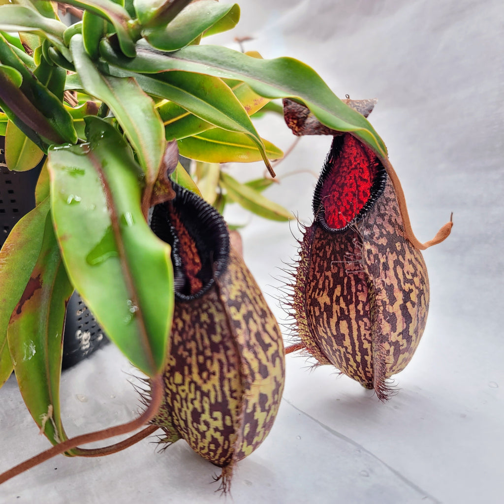 Nepenthes (aristolochioides x spectabilis) x hamata