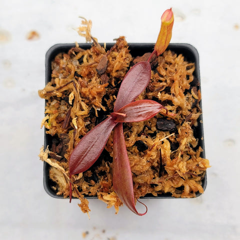 Nepenthes bellii