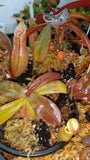 Nepenthes benstonei