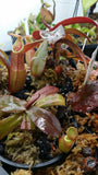 Nepenthes benstonei