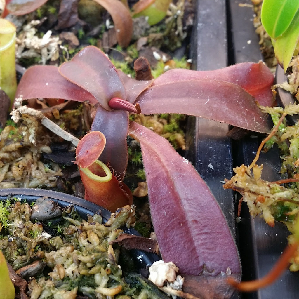 Nepenthes benstonei