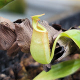 Nepenthes bicalcarata 2