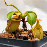 Nepenthes bicalcarata 2