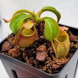 Nepenthes bicalcarata 2