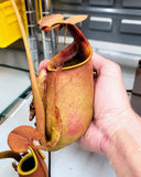 Nepenthes bicalcarata 2