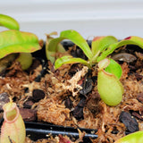 Nepenthes bicalcarata x ampullaria