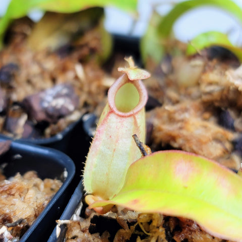 Nepenthes bicalcarata x ampullaria