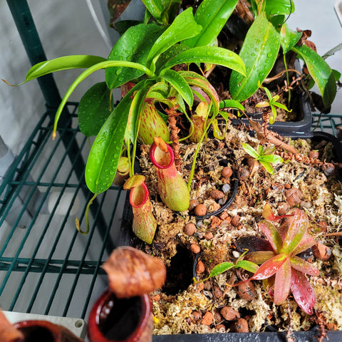 Nepenthes burkei x alata?