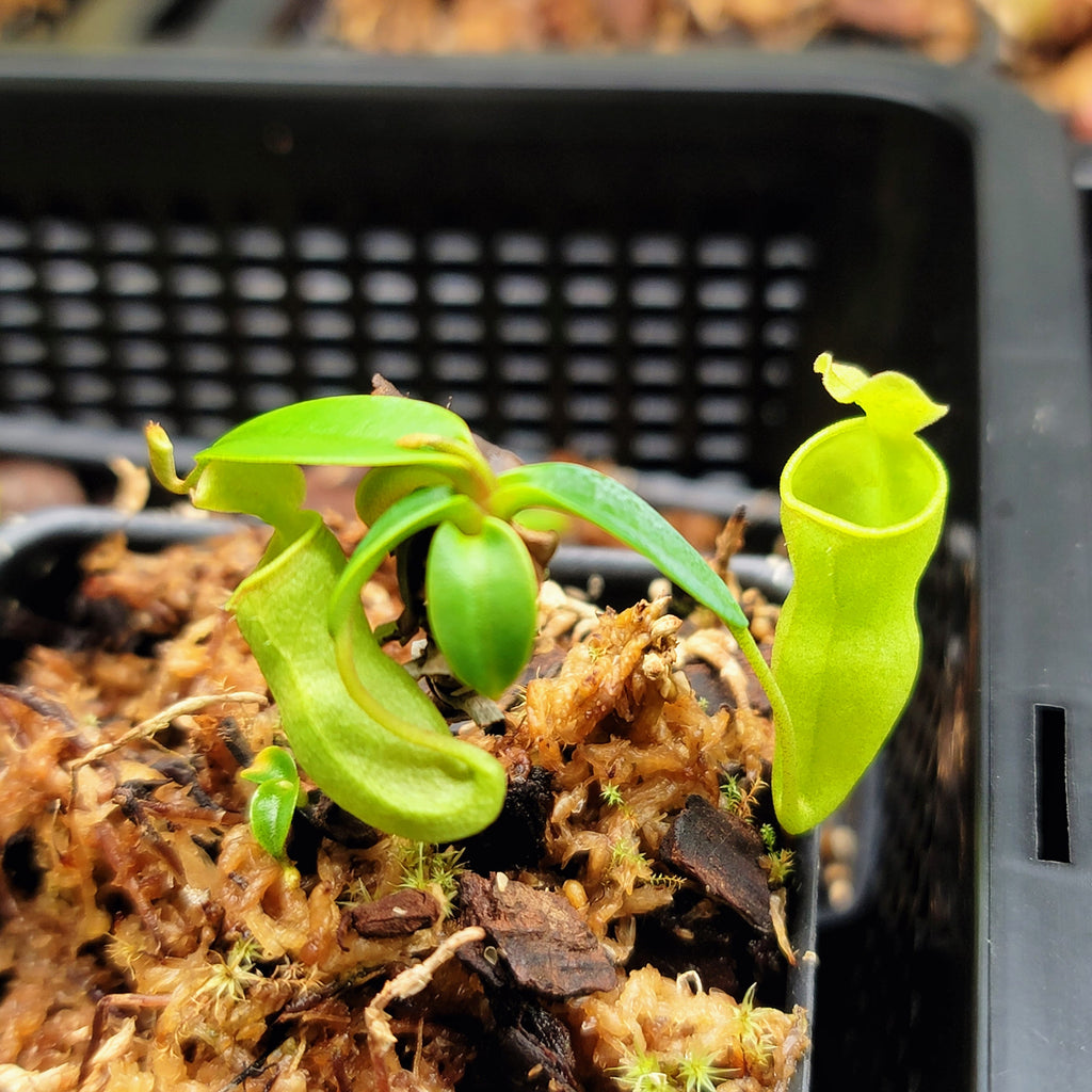 Nepenthes campanulata