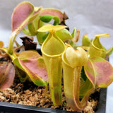 Nepenthes chaniana