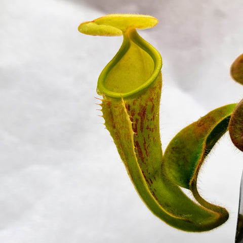 Nepenthes chaniana