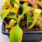 Nepenthes chaniana