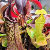 Nepenthes chaniana