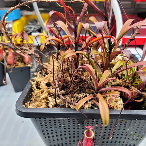 Nepenthes glabrata 2