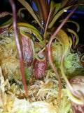 Nepenthes glabrata