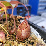 Nepenthes leonardoi