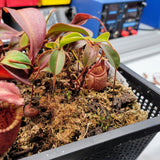 Nepenthes leonardoi