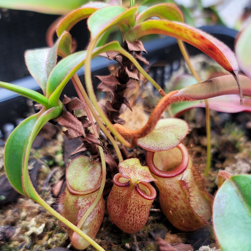 Nepenthes leonardoi